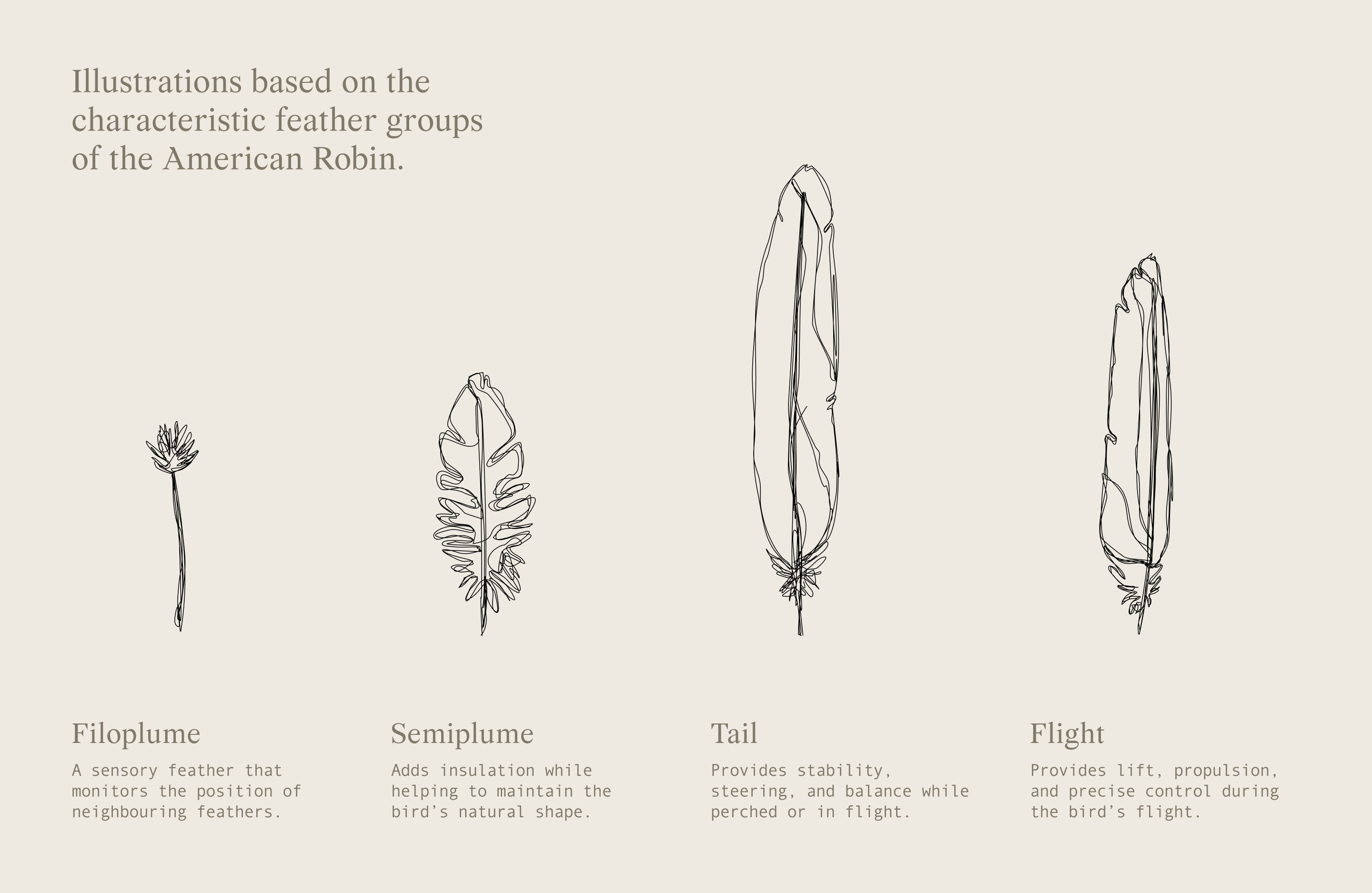 American robin feather illustrations developed for the Mike Fuhr visual identity.
